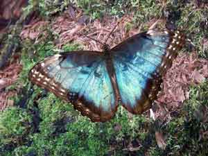 Blue Morpho butterfly watching at Tree Tops Bed and Breakfast, Costa Rica