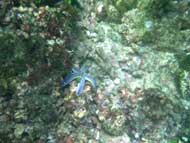 The cove is home to the blue startfish