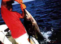 Sport Fishing at Tree Tops Bed and Breakfast, Costa Rica
