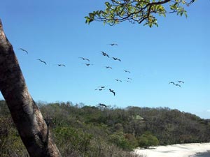 Pelicans fly over white sand beach at Tree Tops Bed and Breakfast